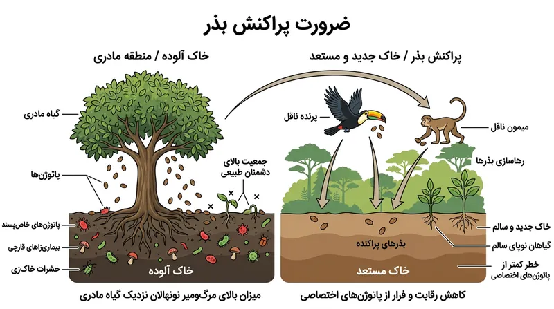 پراکنش‌دهندگان جانوری برای انتقال بذر به ورای محدوده کشنده قارچ‌های خاک نقشی حیاتی ایفا می‌کنند.