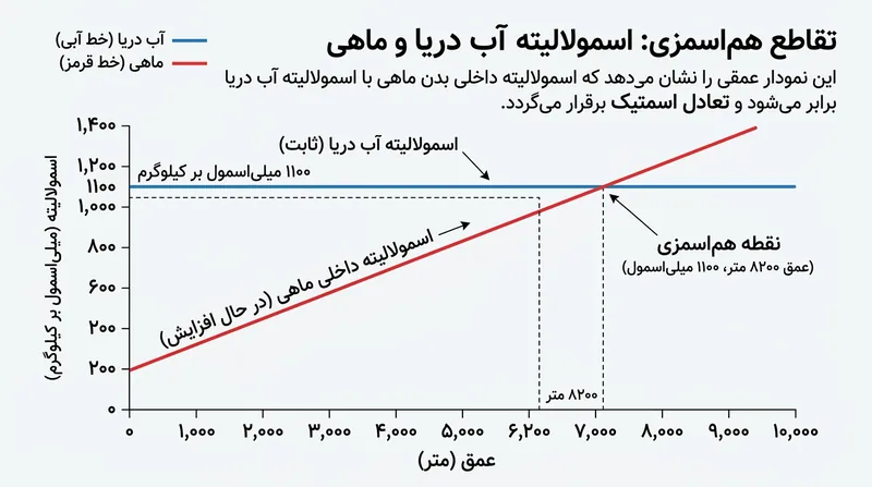 در عمق ۸۲۰۰ متری، تجمع TMAO برای تثبیت پروتئین‌ها غلظت مایعات داخلی بدن ماهی را با آب محیط یکسان می‌کند.