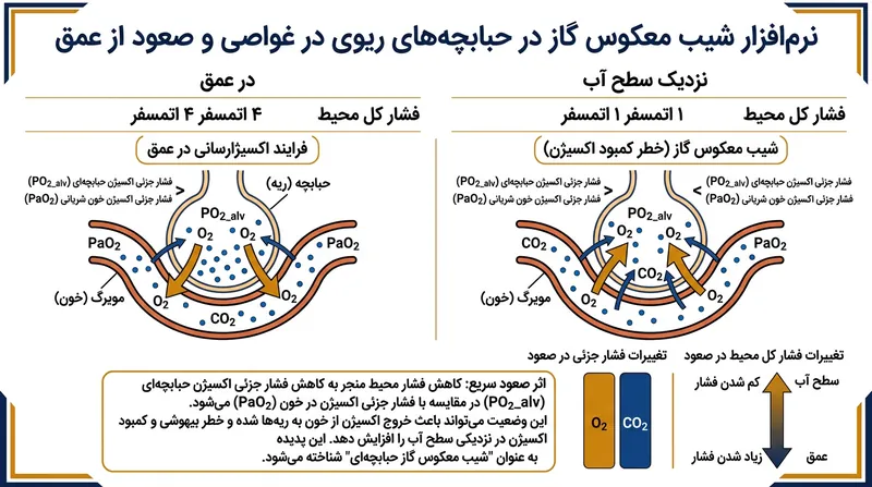 هنگامی که فشار آلوئولی به کمتر از فشار خون سیاهرگی می‌رسد، ریه‌ها فعالانه اکسیژن را از خون بیرون می‌کشند.