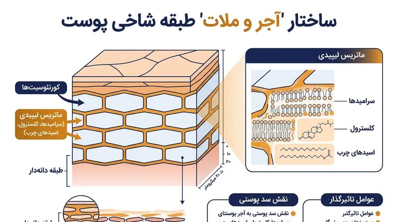 ساختار آجر و ملات لایه شاخی پوست که مانع از تبخیر آب می‌شود.