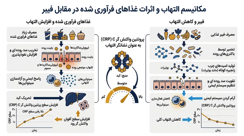 چگونه فیبر و چربی‌های سالم سیگنال‌های التهابی سیستم ایمنی را خاموش می‌کنند.