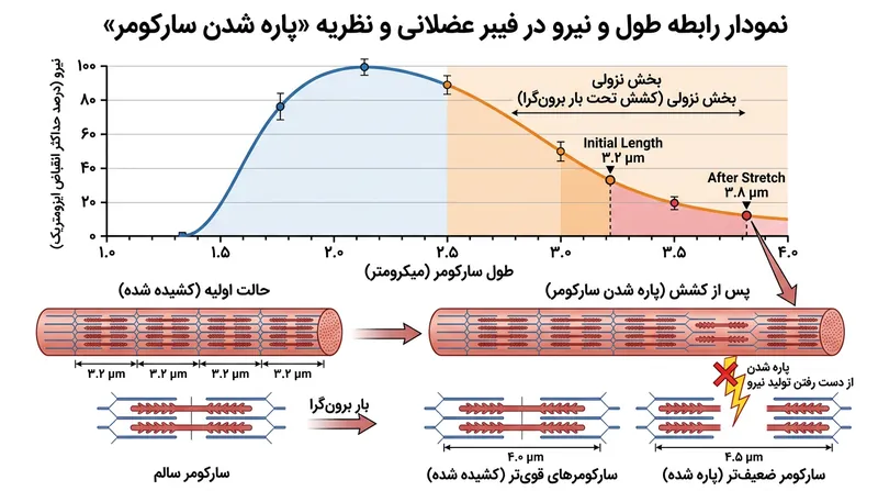 نظریه پاره شدن سارکومر نشان می‌دهد که چگونه بخش‌های مجزای عضلانی تحت بار سنگین فراتر از حد مجاز کشیده شده و تسلیم می‌شوند.