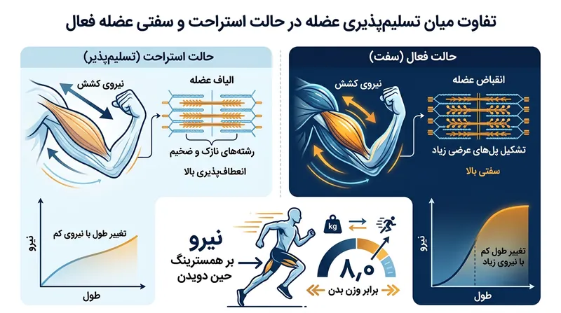 سفتی عضله فعال توسط پل‌های متقاطع هدایت می‌شود و انعطاف غیرفعال ناشی از کشش ایستا را بی‌اثر می‌کند.