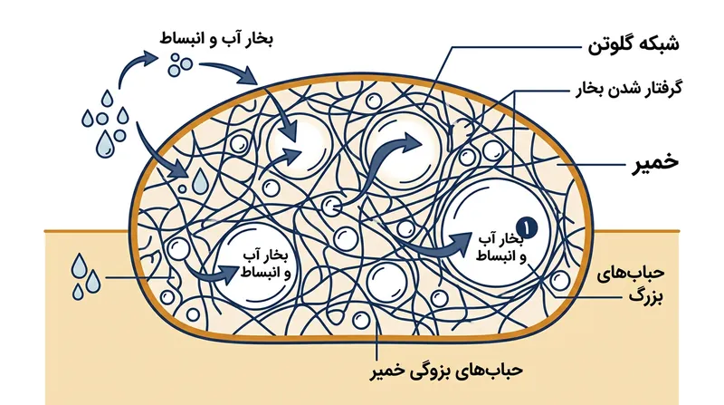 شبکه الاستیک گلوتن، بخار آب را به دام انداخته و حباب‌های مشخص گوش‌فیل را شکل می‌دهد.
