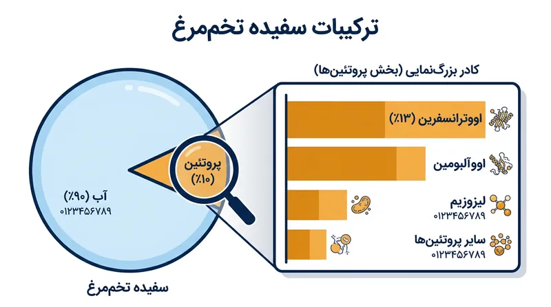 اگرچه بخش عمده سفیده تخم‌مرغ از آب تشکیل شده، اما سهم ناچیز پروتئین‌ها تعیین‌کننده رفتار ساختاری کف است.