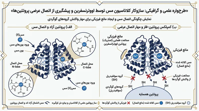 هر مولکول اووترانسفرین با پیوند به دو یون مس، جلوی اتصالات بیش از حد گوگردی و آب‌انداختن فوم را می‌گیرد.