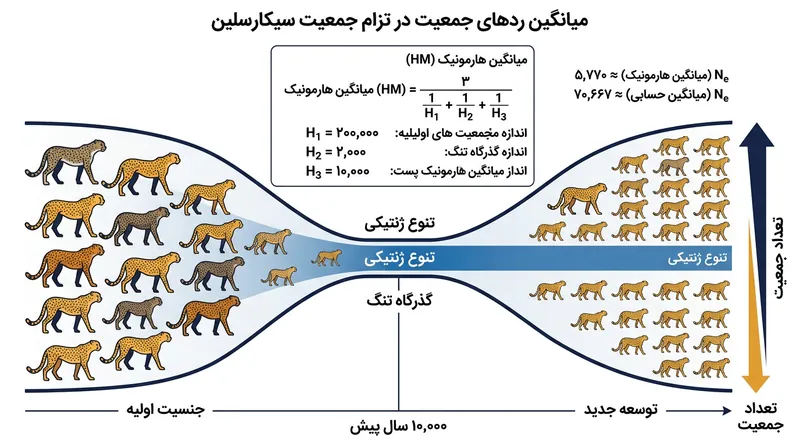گلوگاه تاریخی جمعیت، اندازه مؤثر ژنتیکی بلندمدت یک گونه را در کمترین سطح تاریخی خود تثبیت می‌کند.