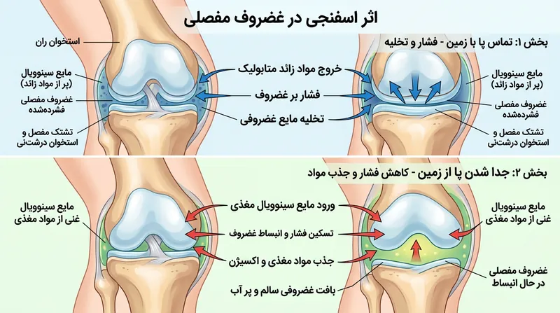 بر خلاف تمام اعصاب سمپاتیک، نورون‌های عصب‌دهنده به غدد عرق اکرین پیام‌رسان استیل‌کولین آزاد می‌کنند.