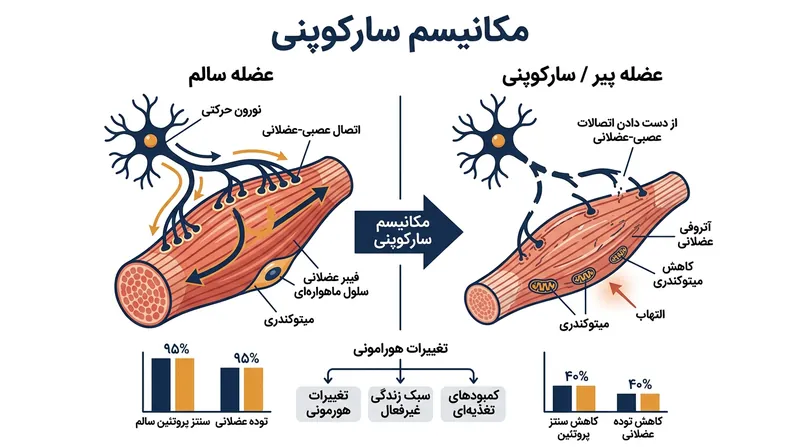 با افزایش سن، از بین رفتن نورون‌های حرکتی منجر به آتروفی و تحلیل فیبرهای عضلانی می‌شود.