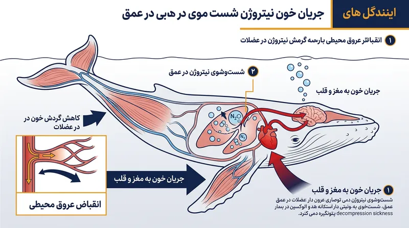 انقباض عروق محیطی، گردش نیتروژن جذب‌شده را فقط به اندام‌های حیاتی محدود می‌سازد.