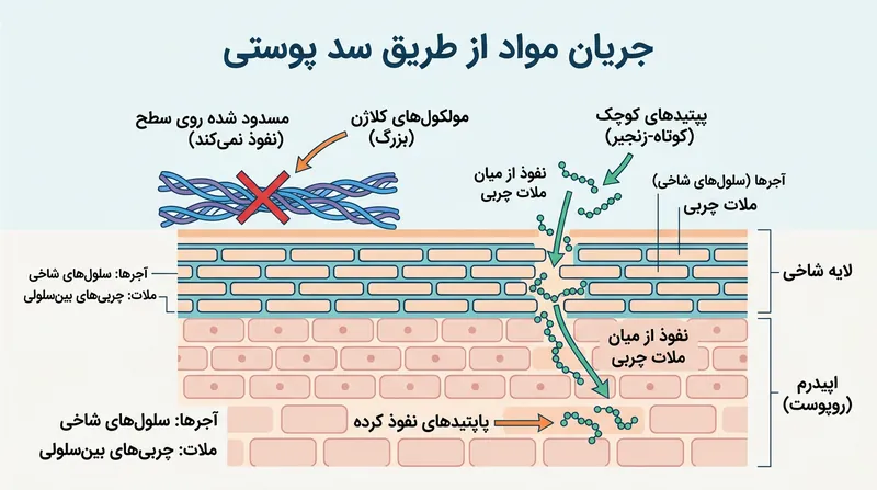 در حالی که مولکول‌های بزرگ کلاژن روی سطح می‌مانند و نقش مرطوب‌کننده دارند، پپتیدهای فوق‌العاده ریز از لایه‌های بین‌سلولی عبور می‌کنند.