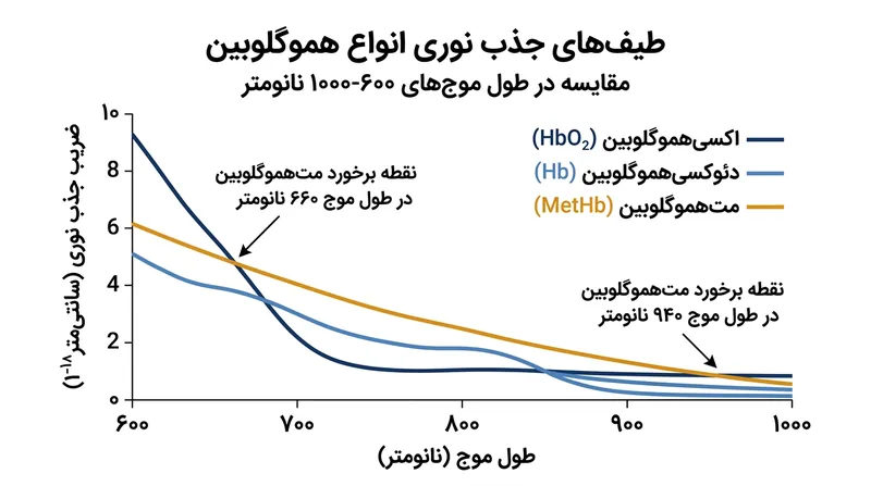 در ضربان قلب پایه در حالت استراحت، بطن چپ حدود دو سوم زمان خود را در فاز دیاستول سپری می‌کند و خون‌رسانی کامل انجام می‌شود.