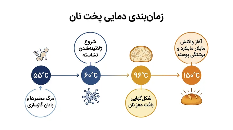 مرزهای دمایی تعیین‌کننده که فرایند جهش فر و قوام آمدن پوسته نان را مشخص می‌کنند.