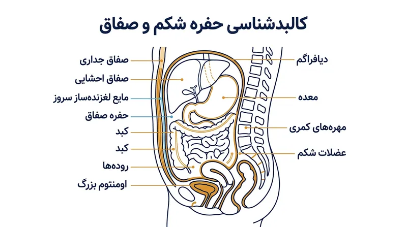 اصطکاک مکانیکی میان لایه‌های احشایی و جداری صفاق، عامل آغاز درد تیرکشنده پهلو در ورزش است.