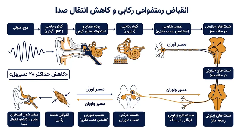 مسیر عصبی بازتاب صوتی حداقل به ۲۵ میلی‌ثانیه زمان نیاز دارد تا مدار خود را تکمیل کند.
