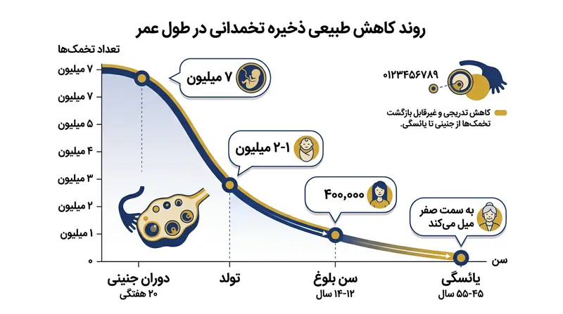 ذخیره فولیکولی تخمدان در طول زندگی به‌طور طبیعی کاهش می‌یابد؛ فرآیندی که سطح هورمون AMH تغییرات آن را به تصویر می‌کشد.