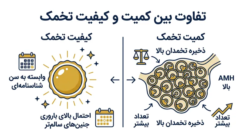 در حالی که هورمون AMH تعداد کل فولیکول‌های موجود را می‌شمارد، این سن شناسنامه‌ای است که سلامت کروموزومی تک‌تخمک آزادشده در هر ماه را رقم می‌زند.