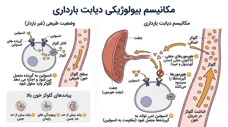 مکانیسم مقاومت به انسولین ناشی از هورمون‌های جفتی در دوران بارداری.