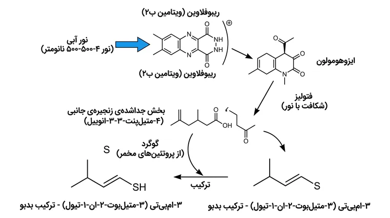 مسیر گام‌به‌گام فتوشیمیایی که اسیدهای تلخ رازک را به تیول‌های بدبو تبدیل می‌کند.