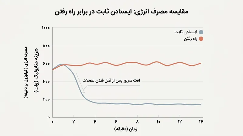 مصرف انرژی در لحظه برخاستن از صندلی ناگهان بالا می‌رود، اما با قفل شدن عضلات نگهدارنده سریعاً ثابت می‌شود.