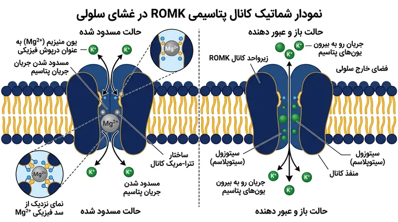 در شرایط فیزیولوژیک عادی، منیزیم درون‌سلولی به صورت فیزیکی منفذ کانال ROMK را مسدود می‌کند.