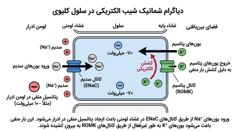 بازجذب سدیم شیب الکتریکی منفی پدید می‌آورد که پتاسیم را به صورت فعال از کانال‌های باز ROMK بیرون می‌کشد.