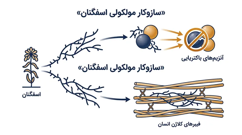 اسفگنان با پیوند به آنزیم‌های باکتریایی روند فساد را متوقف ساخته و هم‌زمان کلاژن پوست را متصل و قفل می‌کند.