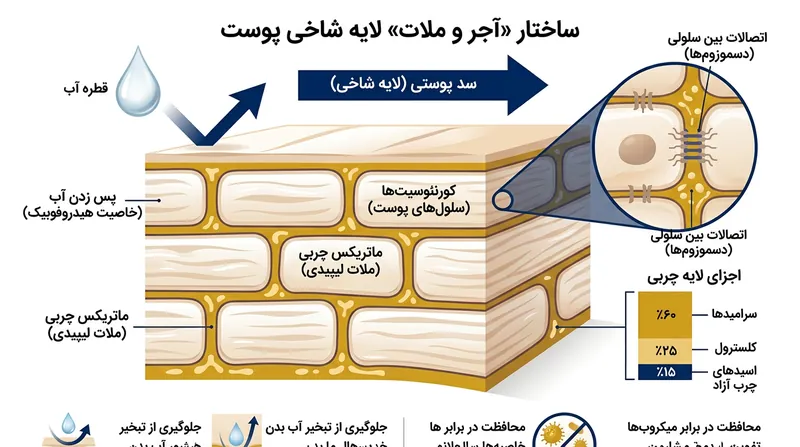 بیرونی‌ترین لایه پوست سدی به‌شدت چربی‌دوست است که مانع ورود آب و ترکیبات محلول در آب به بدن می‌شود.