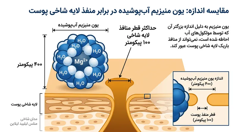 غلاف متراکم آب در اطراف یون منیزیم، اندازه آن را بسیار بزرگ‌تر از منافذ دست‌نخورده پوست می‌کند.