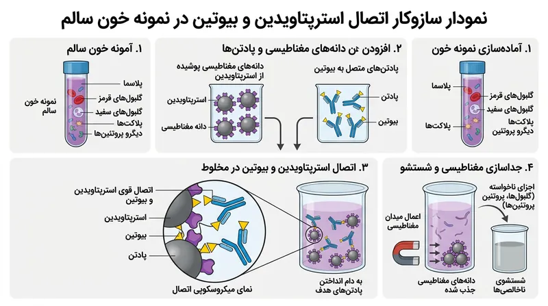 آزمایشگاه‌ها از پیوند قدرتمند استرپتاویدین و بیوتین برای به دام انداختن و سنجش مولکول‌های هدف بهره می‌برند.