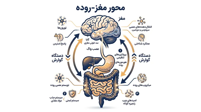 ارتباط دوطرفه مغز و روده؛ استرس می‌تواند مستقیماً باعث اختلال در حرکات طبیعی دستگاه گوارش شود.