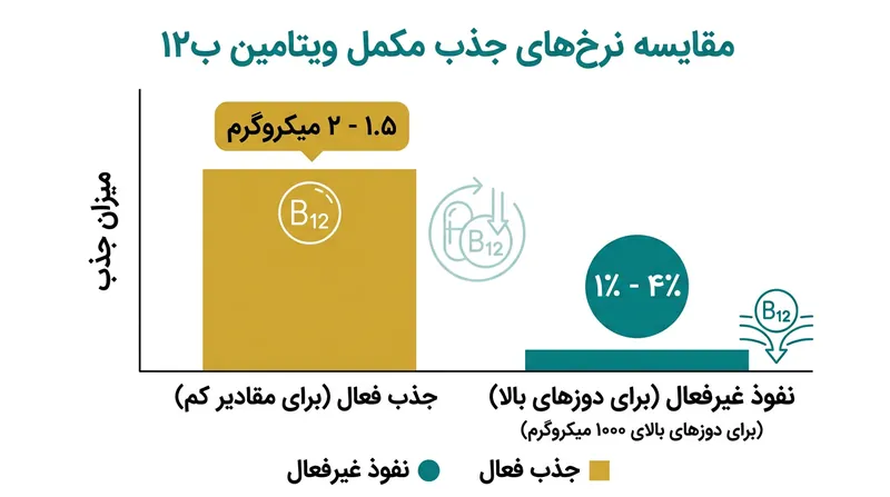 تفاوت جذب فعال و غیرفعال ویتامین B12 در بدن انسان.