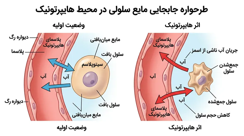 خون هایپرتونیک نیروی مکش اسمزی ایجاد کرده و ذخایر آب را از درون سلول‌های پیرامونی بیرون می‌کشد.