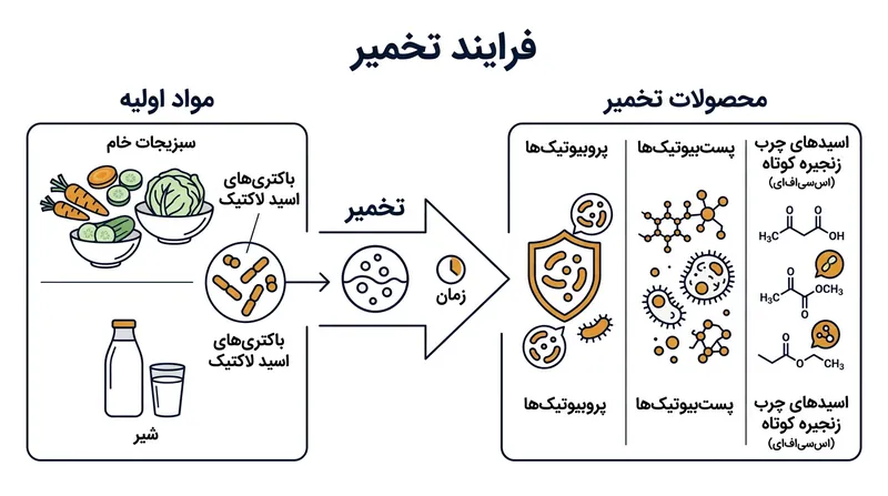 فرآیند تخمیر، مواد غذایی ساده را به کارخانه‌های تولید ترکیبات زیست‌فعال تبدیل می‌کند.