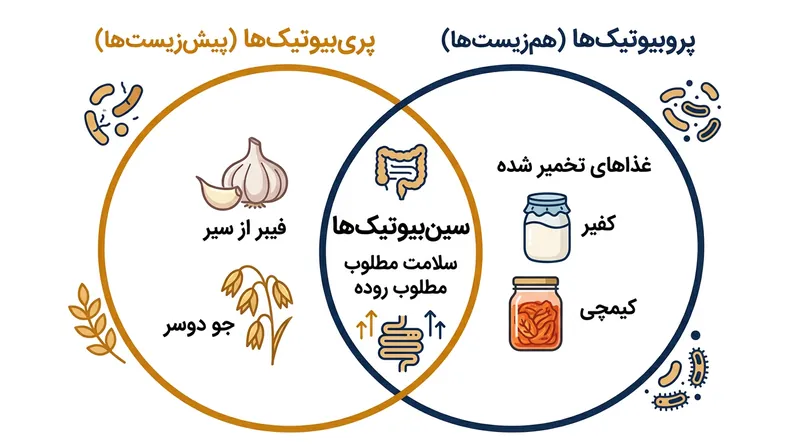 ترکیب پروبیوتیک‌ها (غذاهای تخمیری) و پری‌بیوتیک‌ها (فیبر)، یک محیط سین‌بیوتیک ایده‌آل در روده ایجاد می‌کند.