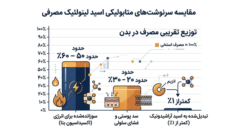 بخش عمده اسید لینولئیک مصرفی صرف تولید انرژی سلولی شده یا در ساختار سد دفاعی پوست به کار می‌رود.