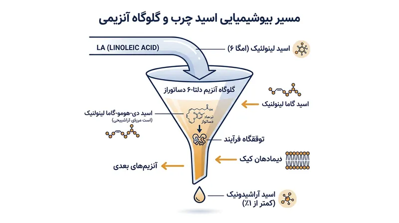آنزیم دلتا-۶ دساتوراز مانند یک گلوگاه سختگیر عمل کرده و کمتر از یک درصد از اسید لینولئیک دریافتی را به اسید آراشیدونیک تبدیل می‌کند.