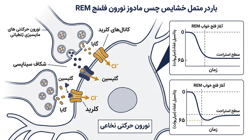 گابا و گلیسین در هماهنگی با یکدیگر نورون‌های حرکتی را هایپرپلاریزه کرده و پاسخ آن‌ها به فرامین ارادی را سلب می‌کنند.