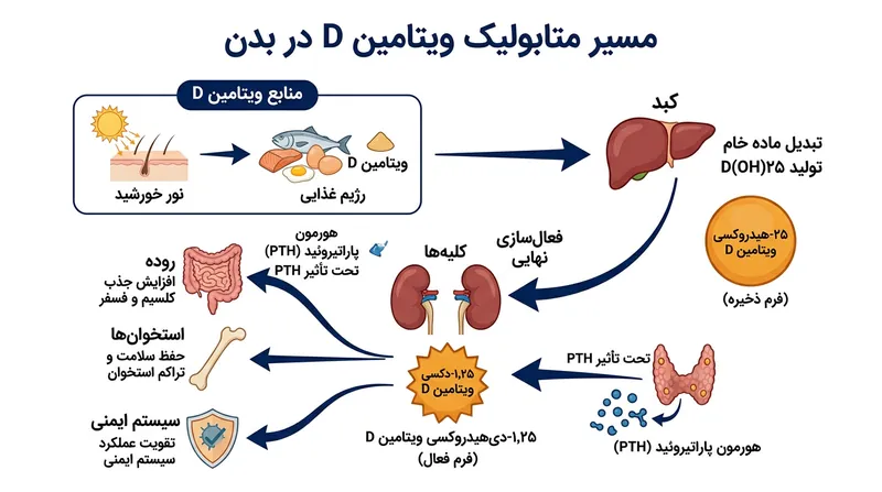 غدد پاراتیروئید در زمان کمبود، کلیه‌ها را وادار می‌کنند ویتامین دی ذخیره‌شده را به هورمون فعال تبدیل کنند.