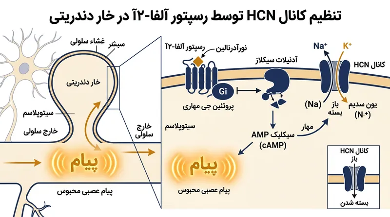 اتصال نورآدرنالین به گیرنده‌های آلفا-۲A باعث بسته شدن کانال‌های HCN و حفظ پیام اصلی در مدار فکری می‌شود.