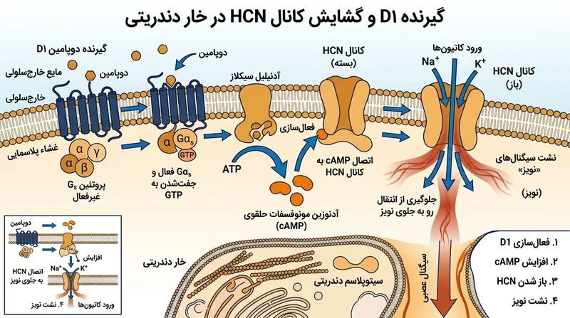 اتصال دوپامین به گیرنده‌های D1 کانال‌های HCN را باز کرده و پارازیت‌های حاشیه‌ای ذهن را به بیرون هدایت می‌کند.