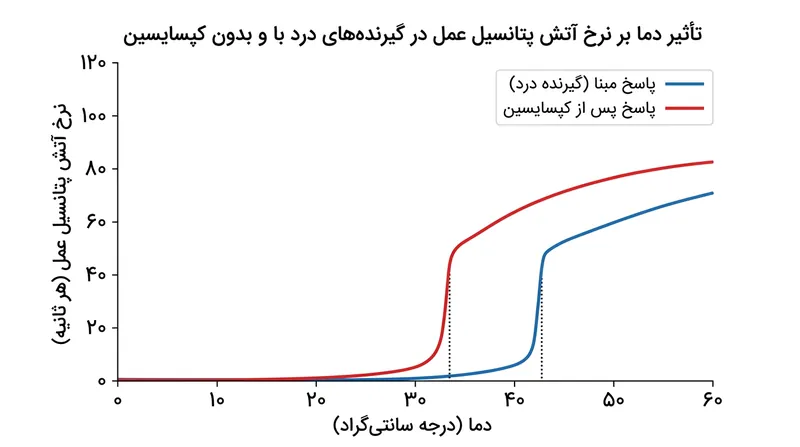 وجود کپسایسین تمام منحنی پاسخ دمایی رشته عصبی را تقریباً نه درجه سلسیوس به سمت پایین شیفت می‌دهد.