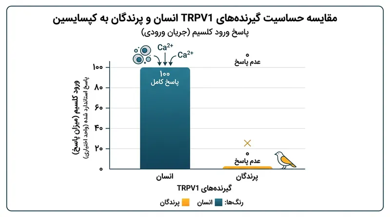 گیرنده‌های TRPV1 پرندگان فاقد پاکت اتصال اختصاصی کپسایسین بوده و در برابر تندی فلفل کاملاً مصون هستند.