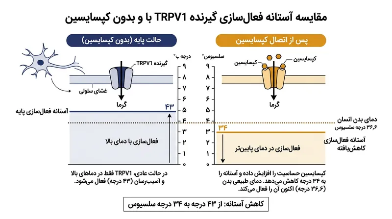 کپسایسین آستانه تحریک TRPV1 را به زیر دمای عادی بدن تقلیل می‌دهد تا همان گرمای درون دهان گیرنده را فعال کند.