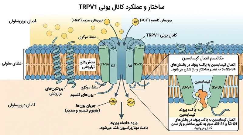 کپسایسین در نقش تعدیل‌کننده آلوستریک عمل کرده و با اتصال به اعماق پروتئین TRPV1، حالت بسته آن را برهم می‌زند.