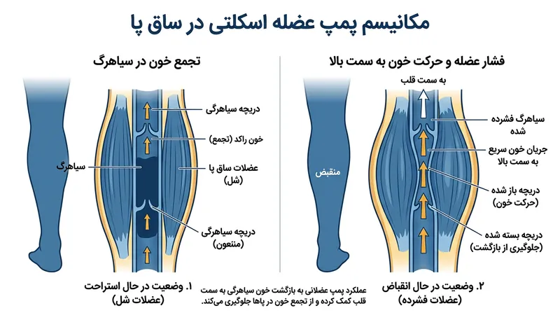 انقباض موزون عضلات پا شبیه به یک قلب ثانویه عمل می‌کند و خون سیاهرگی را در خلاف جهت جاذبه به سمت بالا می‌راند.