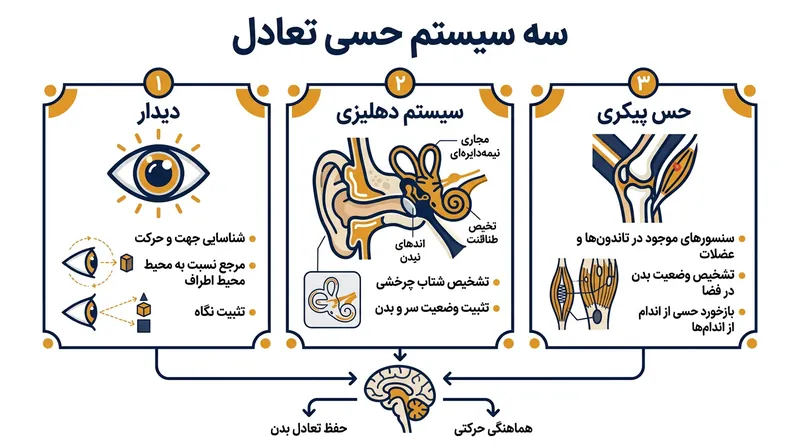 مغز برای حفظ تعادل به اطلاعات همزمان از چشم‌ها، گوش داخلی و گیرنده‌های مفصلی متکی است.
