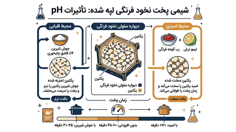 تاثیر محیط اسیدی و قلیایی بر ساختار پکتین در دیواره سلولی لپه.