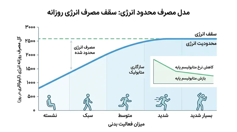 با افزایش فعالیت بدنی، بدن با مهار عملکردهای پایه‌ای مصرف کل انرژی روزانه را در سطحی معین مهار می‌کند.
