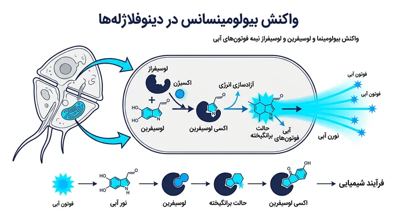 مکانیسم تولید نور در داینوفلاژله‌ها؛ اکسید شدن لوسیفرین توسط آنزیم لوسیفراز باعث آزادسازی فوتون‌های نور آبی می‌شود.